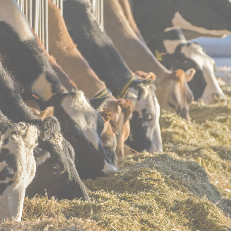 Auswertung über das Fütterungscontrolling eines Milchviehbetriebes als Diagramm 