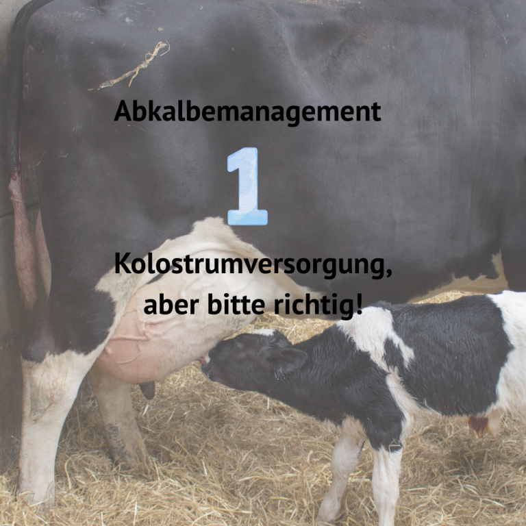 Kolostrummanagement, Kuh und Kalb im Stall, Kalb trinkt bei der Kuh, Biestmilchversorgung
