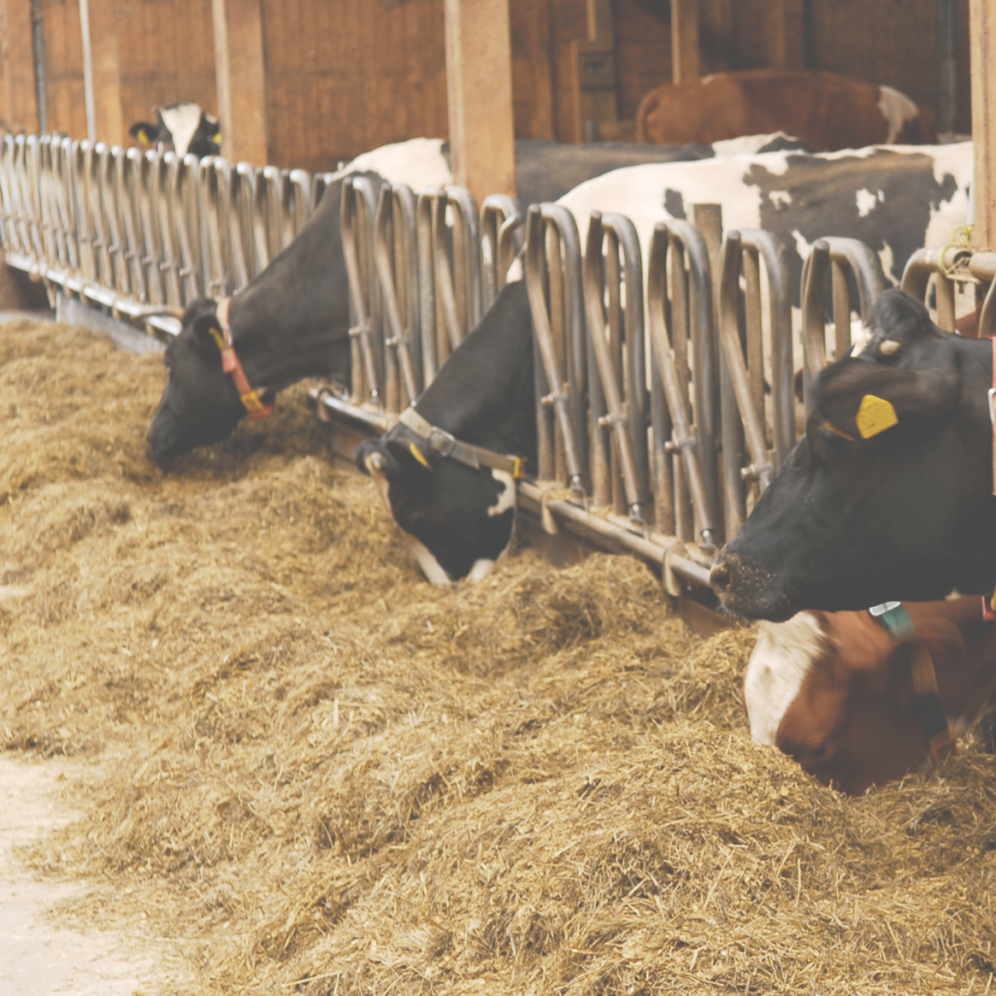 Thomas Kück auf dem Futtertisch eines Milchviehbetriebes mit dem Nirssensor der eine TMR Probe untersucht