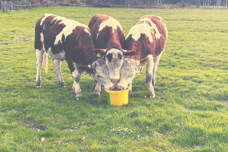 Spaltenboden und Laufflächen Sanieren mit Diamantscheiben für rutschfeste und sichere Laufwege im Stall